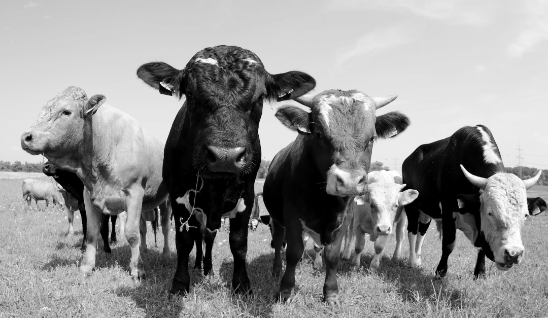 Restrictions on agricultural land transactions: Key considerations for farm buyers.
