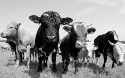 Restrictions on agricultural land transactions: Key considerations for farm buyers.