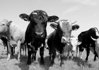 Restrictions on agricultural land transactions: Key considerations for farm buyers.